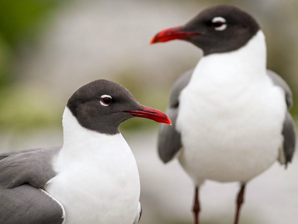 Laughing Gulls by Fyn Kynd is marked with CC BY 2.0.